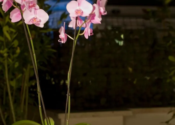 מלון De Petris 3*